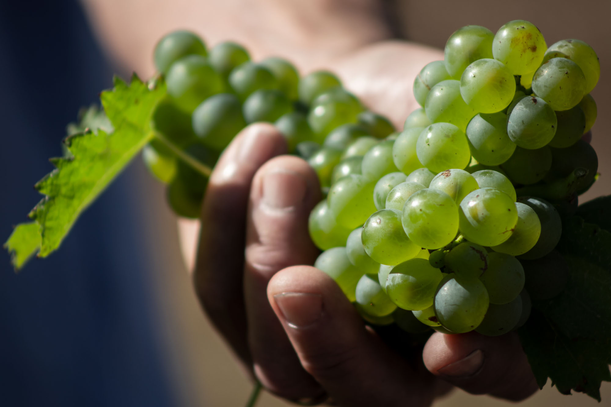 Hand holding green grapes on vine