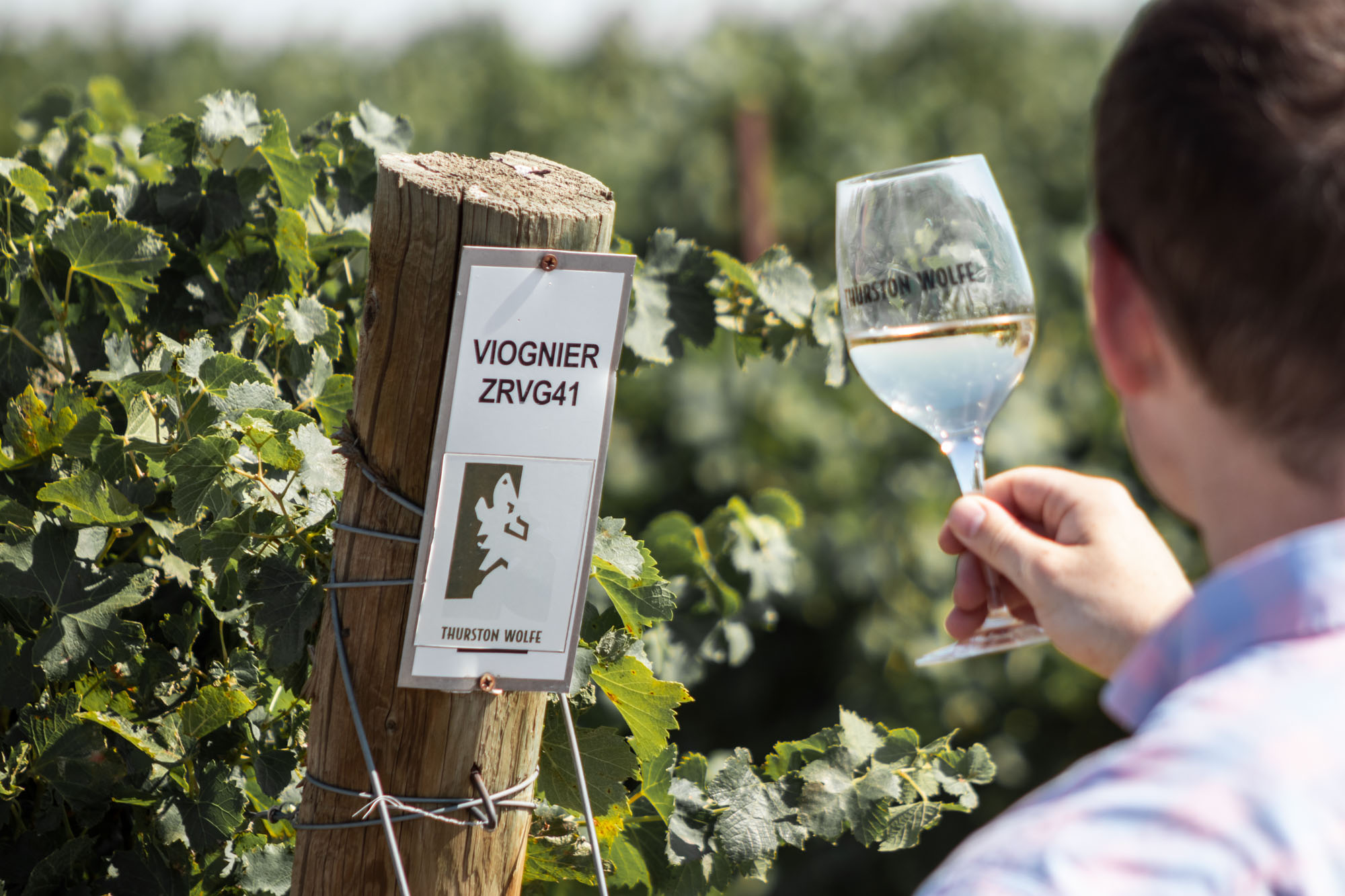 Person inspecting Viognier grapevine and wine glass.